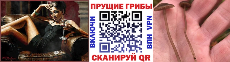 Галлюциногенные грибы Psilocybe Самара